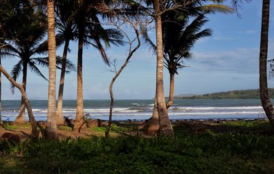 Scenic view of palm trees on beach against sky