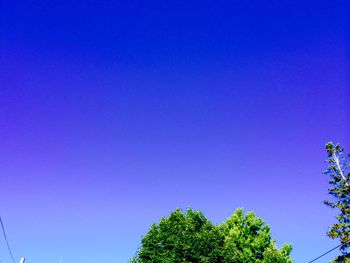 Low angle view of trees against clear blue sky