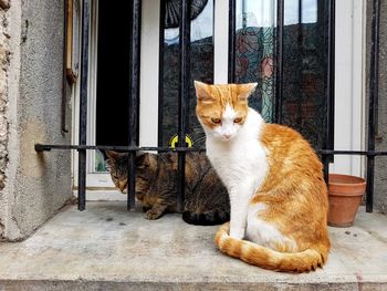 Two cats sitting in a window, separated by bars