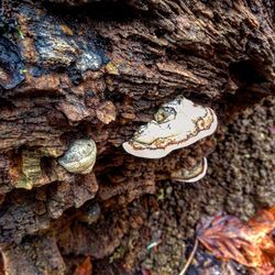 Close-up of tree trunk