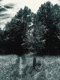 Trees on landscape against sky