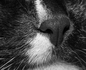 Close up part of muzzle of black and white cat. black and white photo. focus on cat's nose. 