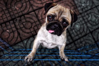 High angle portrait of pug by fence