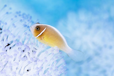 Close-up of fish swimming in sea