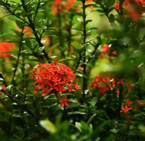 Close-up of red flowering plants