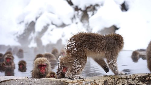 Japanese macaques in hot spring