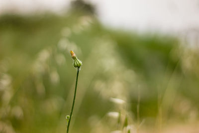 Close-up of insect on grass