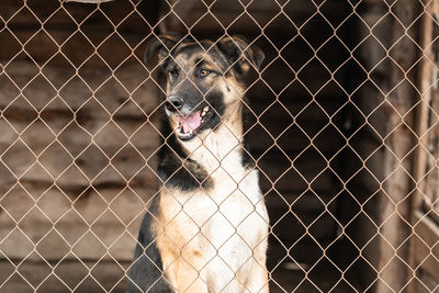 Portrait of dog in zoo