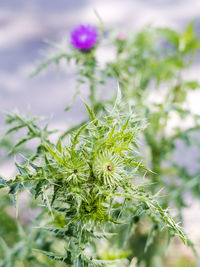 Close-up of flowering plant