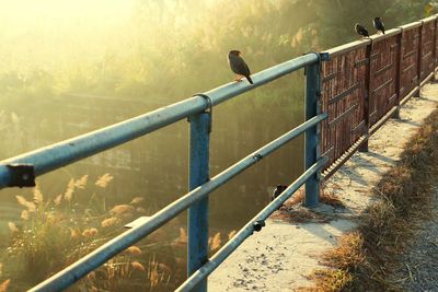 Bird on a railing