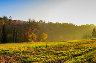 Scenic view of grassy field