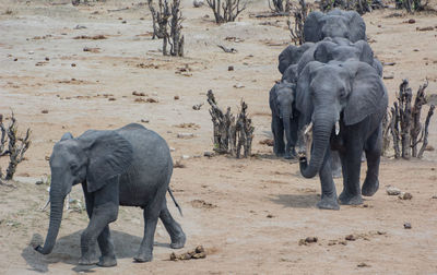 View of elephant