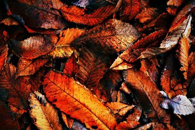 Full frame shot of dry leaves on tree
