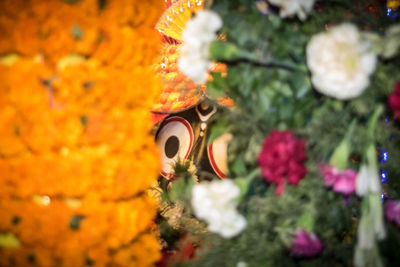 Close-up of marigold flower