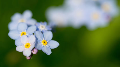 Close-up of white flowers