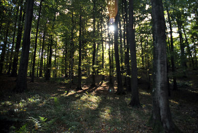 Sun shining through trees in forest