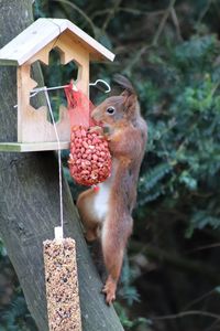 Close-up of squirrel hanging on tree