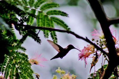 Low angle view of hummingbird flying against trees