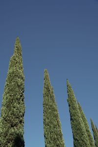 Low angle view of trees against clear blue sky