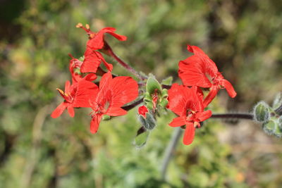 Close-up of red flowering plant