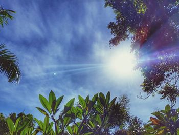 Low angle view of palm trees against sky