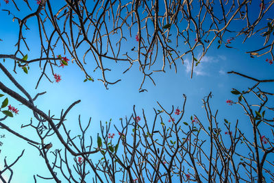 Low angle view of bare tree against clear blue sky