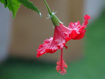 Close-up of red hibiscus flower