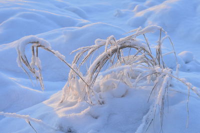 Winter grass under white snow frosty morning ornament nature