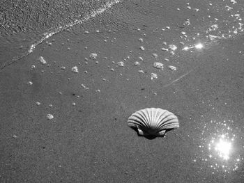 Shell on the beach