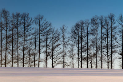 Bare trees on snow covered land against sky