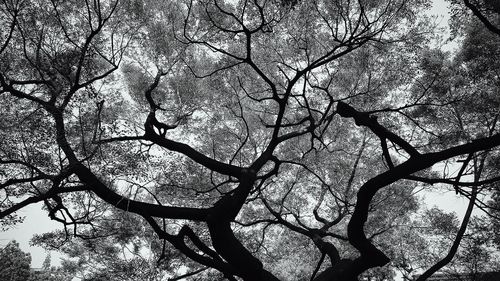 Low angle view of bare trees against sky