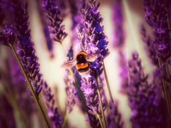 Close-up of bee pollinating on purple flower