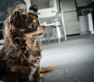 Close-up of dog at home