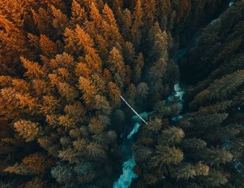 Aerial view of trees growing in forest