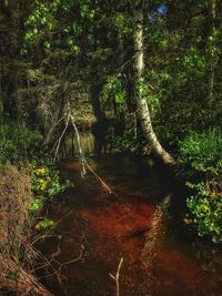 Trees by plants in forest