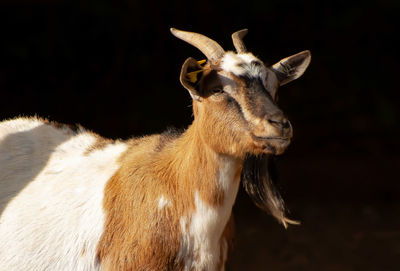 Close-up of a horse on field