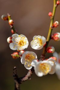 Close-up of fresh flowers