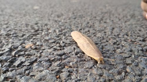 Close-up of insect on ground