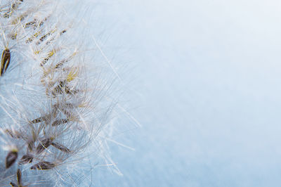 Close-up of dandelion against sky during winter