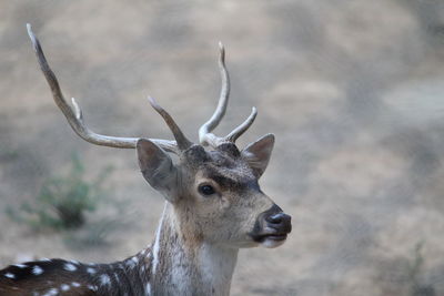 Close-up portrait of deer