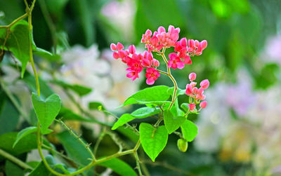 Close-up of pink flowers blooming outdoors