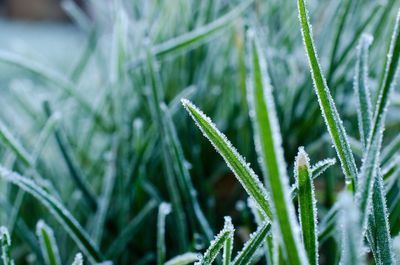 Close-up of fresh green grass in field