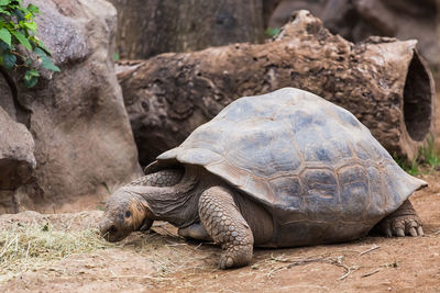 View of turtle on rock