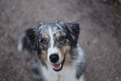 Close-up portrait of black dog