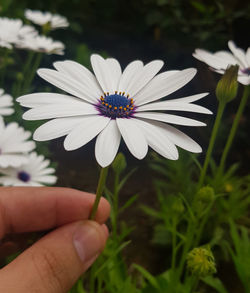 Cropped hand holding white flower