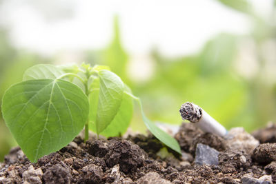 Close-up of plant growing on field