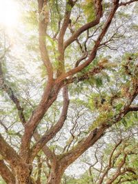 Low angle view of trees in forest