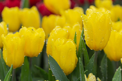 Close-up of wet yellow flowering plant