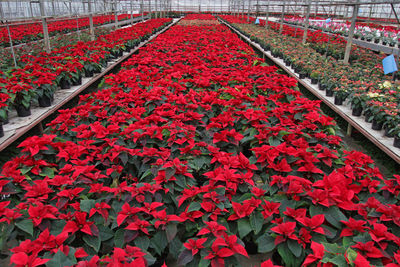 Close-up of red flowers growing in greenhouse