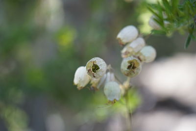 Close-up of insect on white flowering plant